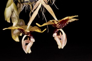 Stanhopea nigroviolacea Huntington's Velociraptor FCC/AOS 92 pts. Side View